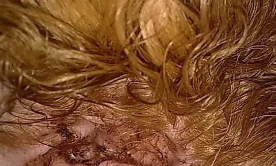 给狗剪胎毛的视频教程
