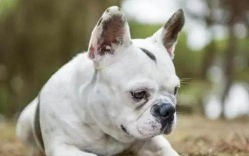 狗狗患有犬瘟热病毒的症状