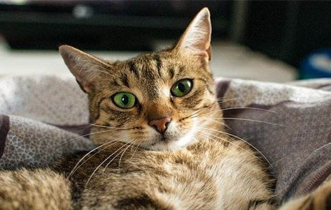 猫骨头是软的吗