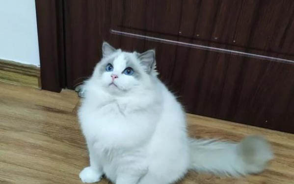 猫咪止吐针一针可以维持多久