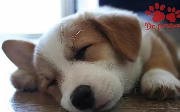 狗狗腿上长红色疙瘩的原因及处理方法