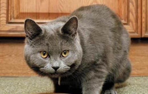 猫咪吐毛球吐不出来怎么办