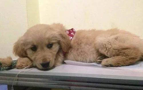 养狗和养猫哪个好