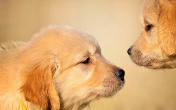金毛犬幼犬喂养方法