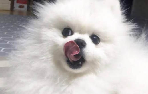 狗身上虱子怎么去除