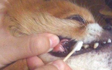 泰迪狗肠炎需要禁食吗