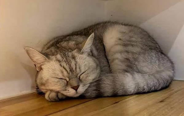 三个月的猫可以洗澡吗?