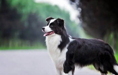 饲养边牧犬有什么禁忌
