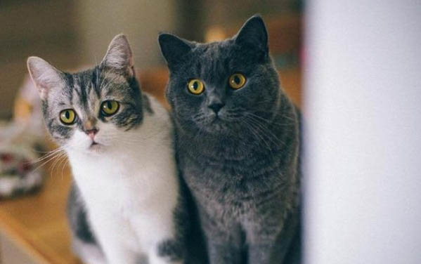 3个月猫咪标准体重