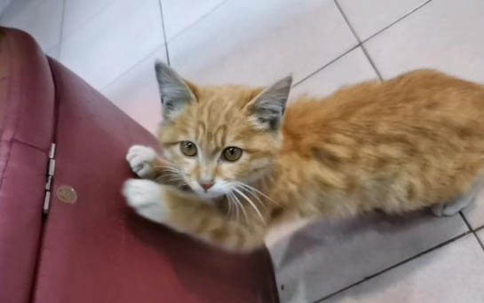 猫咪剪指甲剪到血线了