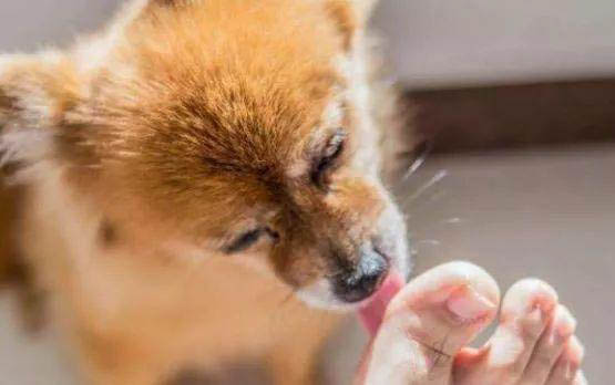 狗狗被大狗咬了要怎么处理伤口