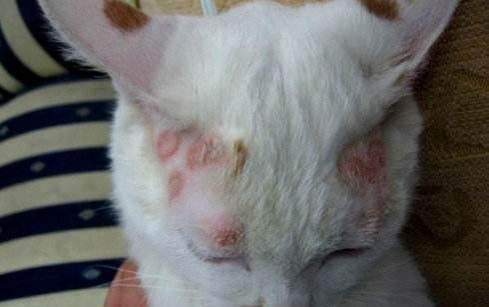 猫咪一直在打喷嚏是怎么回事