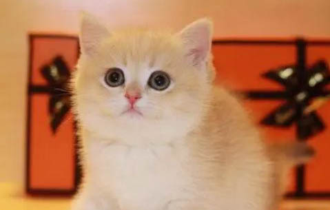 猫咪老放屁