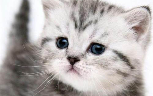 猫咪怎么体内驱虫？