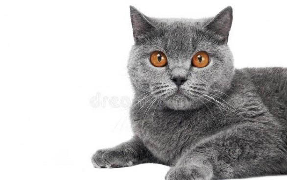 猫咪接种猫三联疫苗后多久产生抗体