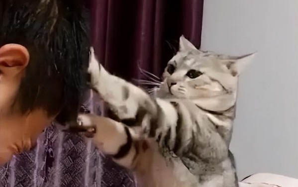 请问猫咪呕吐的原因及处理方法?