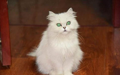 猫咪怀孕多少天生产呢？