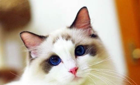 猫咪胸腔积水有救吗