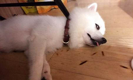 狗狗黄疸要多久退黄