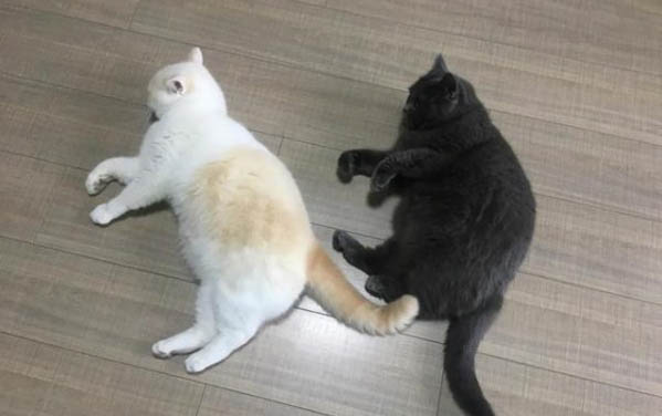 二十多天小猫能养活吗
