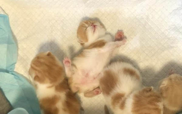 5个月的小猫怀孕了怎么办呢
