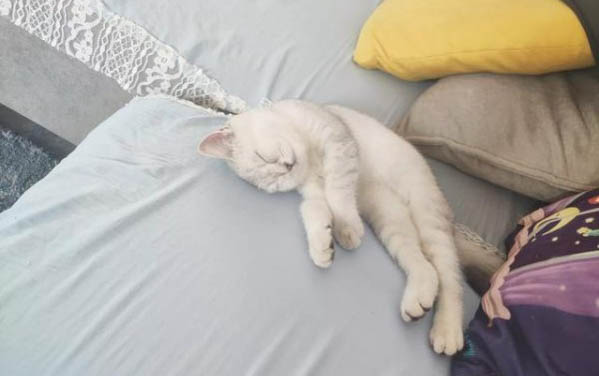 2个月小猫一顿吃15粒猫粮