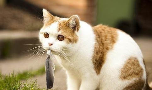 猫咪皮肤红红的不是猫癣还有可能是什么