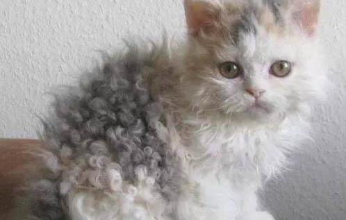 猫毛对人有影响吗