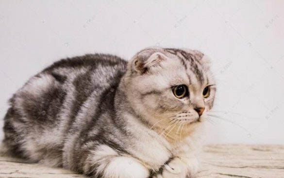 猫咪化毛膏哪个品牌好