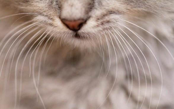 猫咪要多久做一次驱虫
