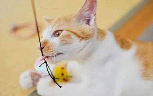 猫咪眼屎湿红褐色的原因及处理方法