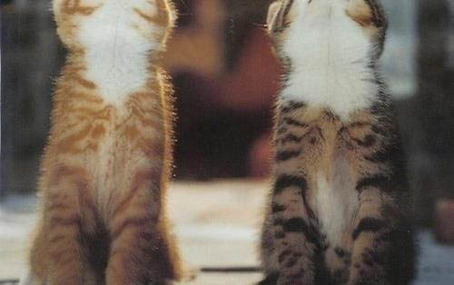 猫咪近亲可以繁殖吗?