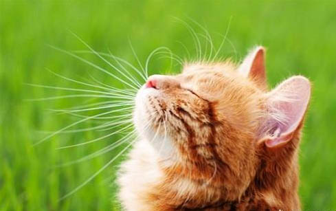 猫咪嗓子哑了叫不出声还干呕什么原因