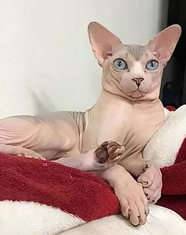 猫咪为什么会突然咬人？