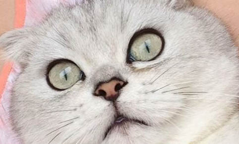折耳猫软骨病能活多久?