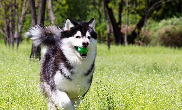 狗狗得黄疸死亡率是不是很高