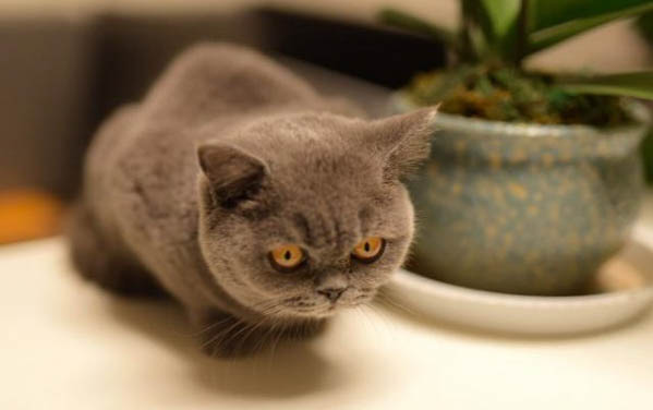 猫咪身上寄生虫有哪些
