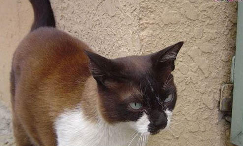 怎么知道猫咪配种是否成功?