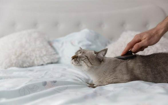 怎么让猫咪知道自己犯错了