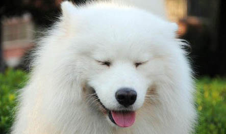 纯种萨摩耶犬大概多少钱一只