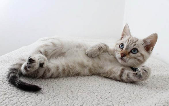平时不叫的猫突然爱叫