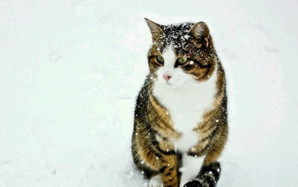 猫咪冬天喝冷水还是温水,需要注意什么