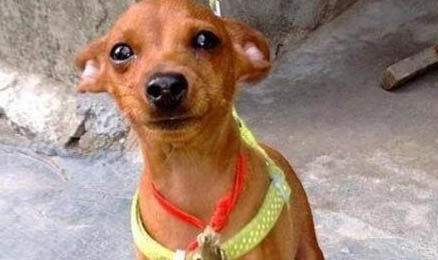 小鹿犬和吉娃娃区别有哪些?小鹿犬和吉娃娃哪个好