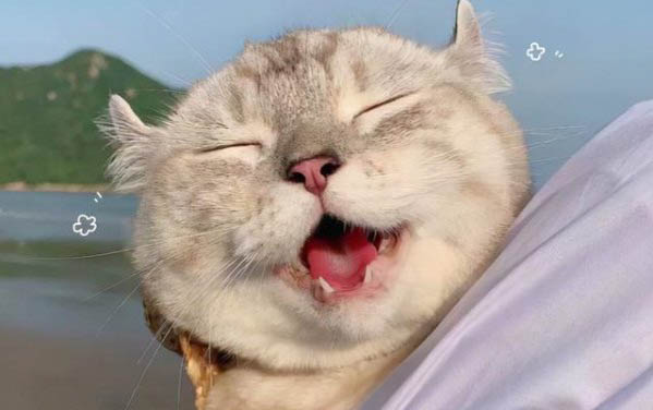 请问猫咪呕吐的原因及处理方法