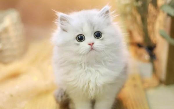 猫咪睡觉会打呼噜吗为什么