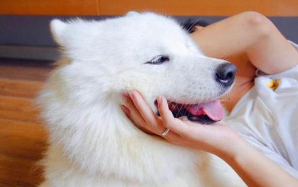 狗狗眼睑炎的症状