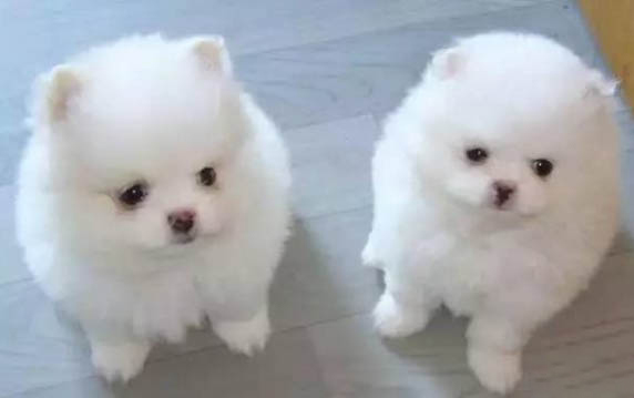 狗狗为什么不能吃牛奶呢