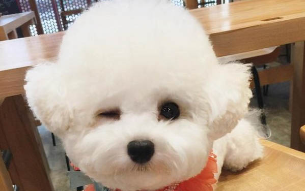 狗狗吃的益生菌哪个好