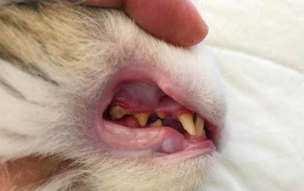 养猫咪可以养茉莉花吗