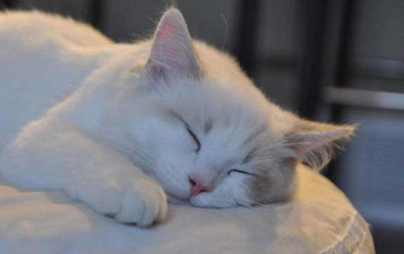 怎么分辨猫癣有没有转好